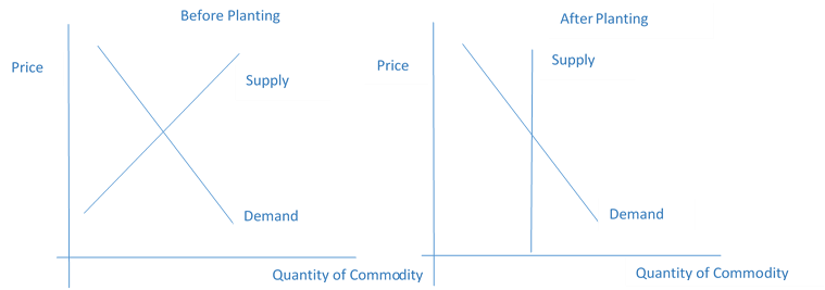 Figure 1. Supply and Demand Model of a Commodity Before and After Planting